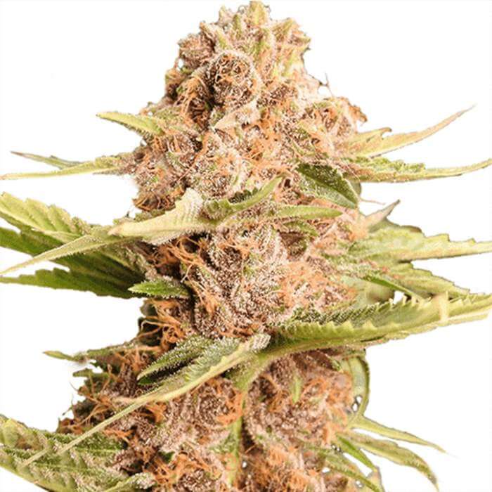Girl Scout Cookies Feminized